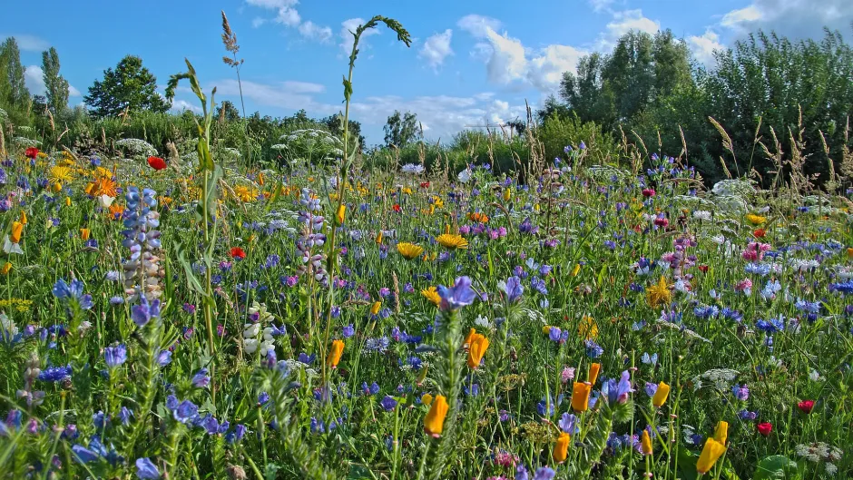 Blumenwiese, Brache